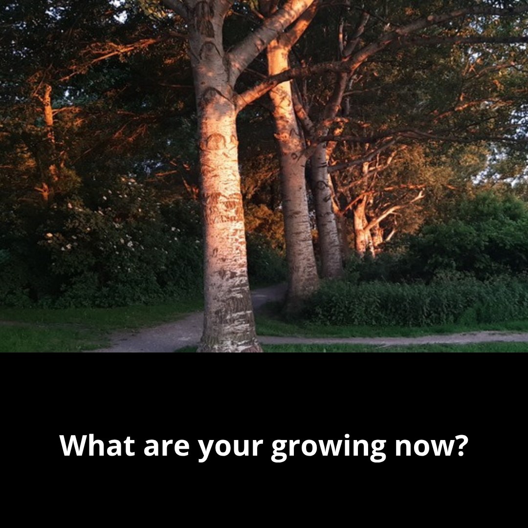What are you growing now?